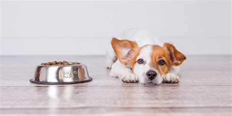 What Can a Pet Parent Do for a Finicky Eater?